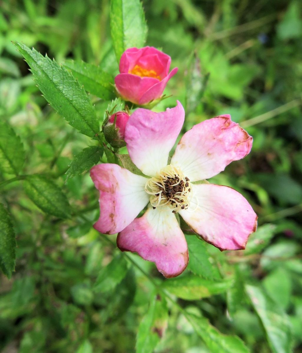 今日の花　８.1８