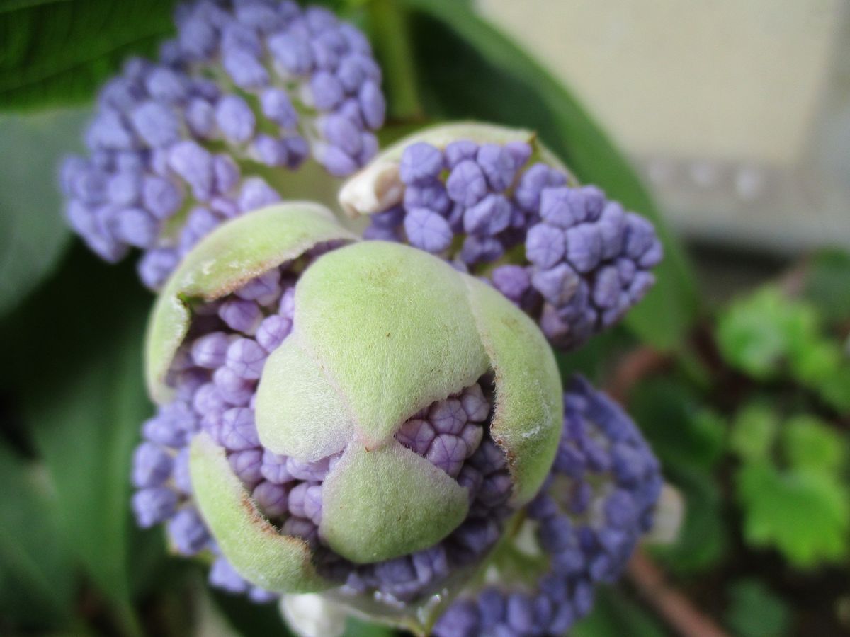 ブルーの花で涼しさを(＾◇＾)