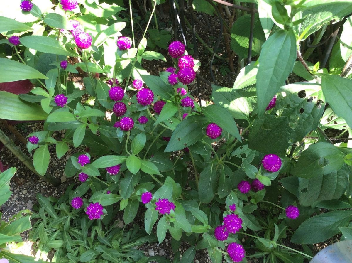 西洋アジサイの花の夏越し