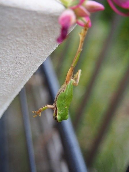 8月の花♪