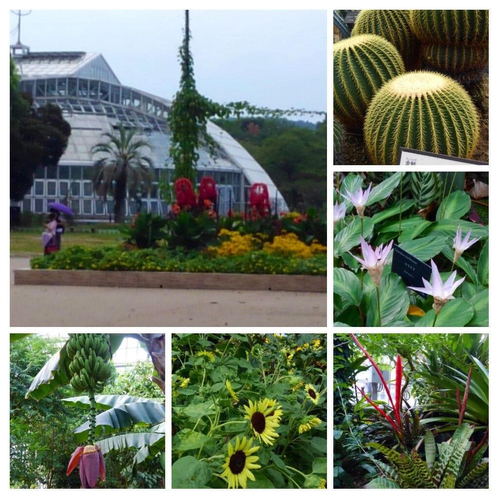 京都府立植物園に行ってきました。