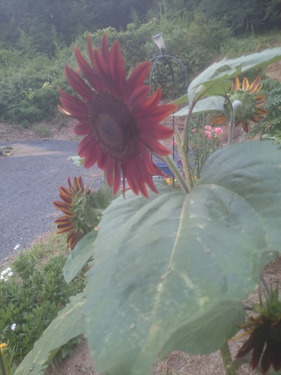 開花の最中🎵