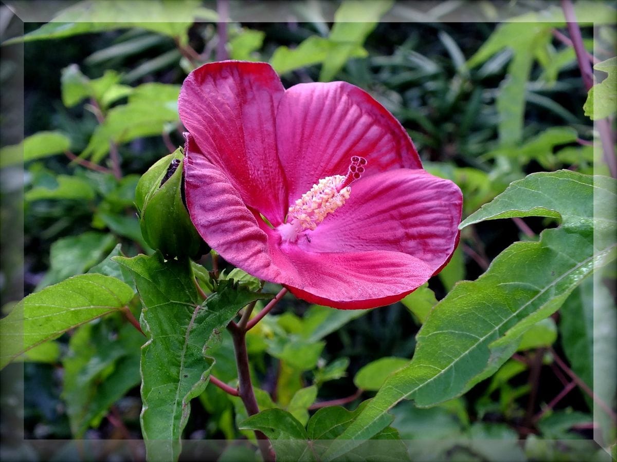 庭の花