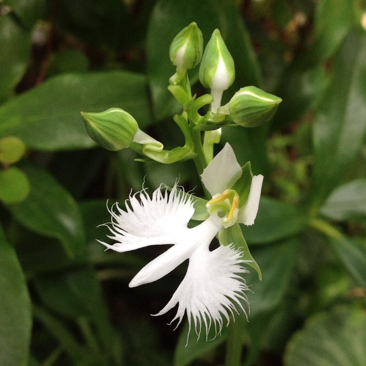 初開花…鷺草「青葉」‼️