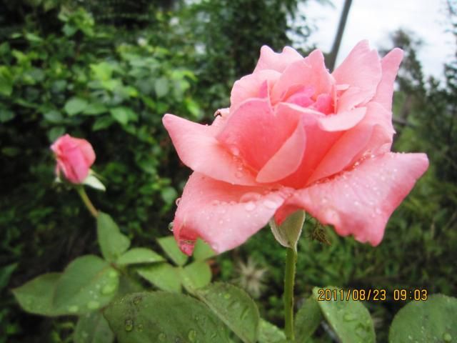 今朝も雨後の花たち