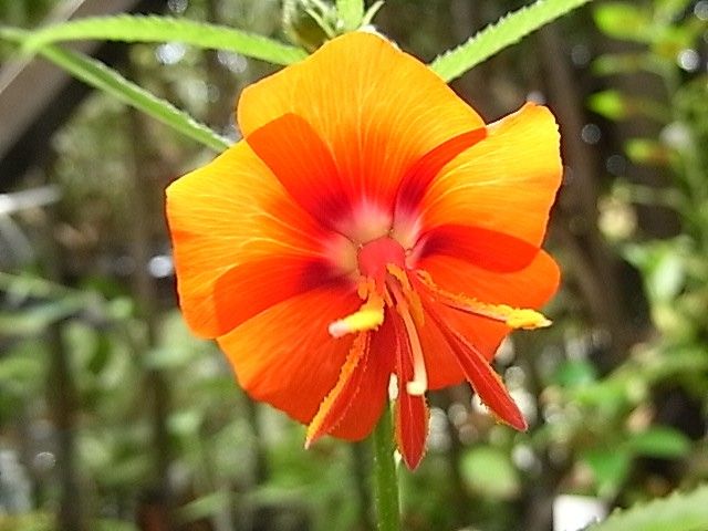 ゴジカの１番花が咲いた～♪