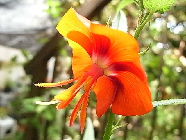 ゴジカの１番花が咲いた～♪