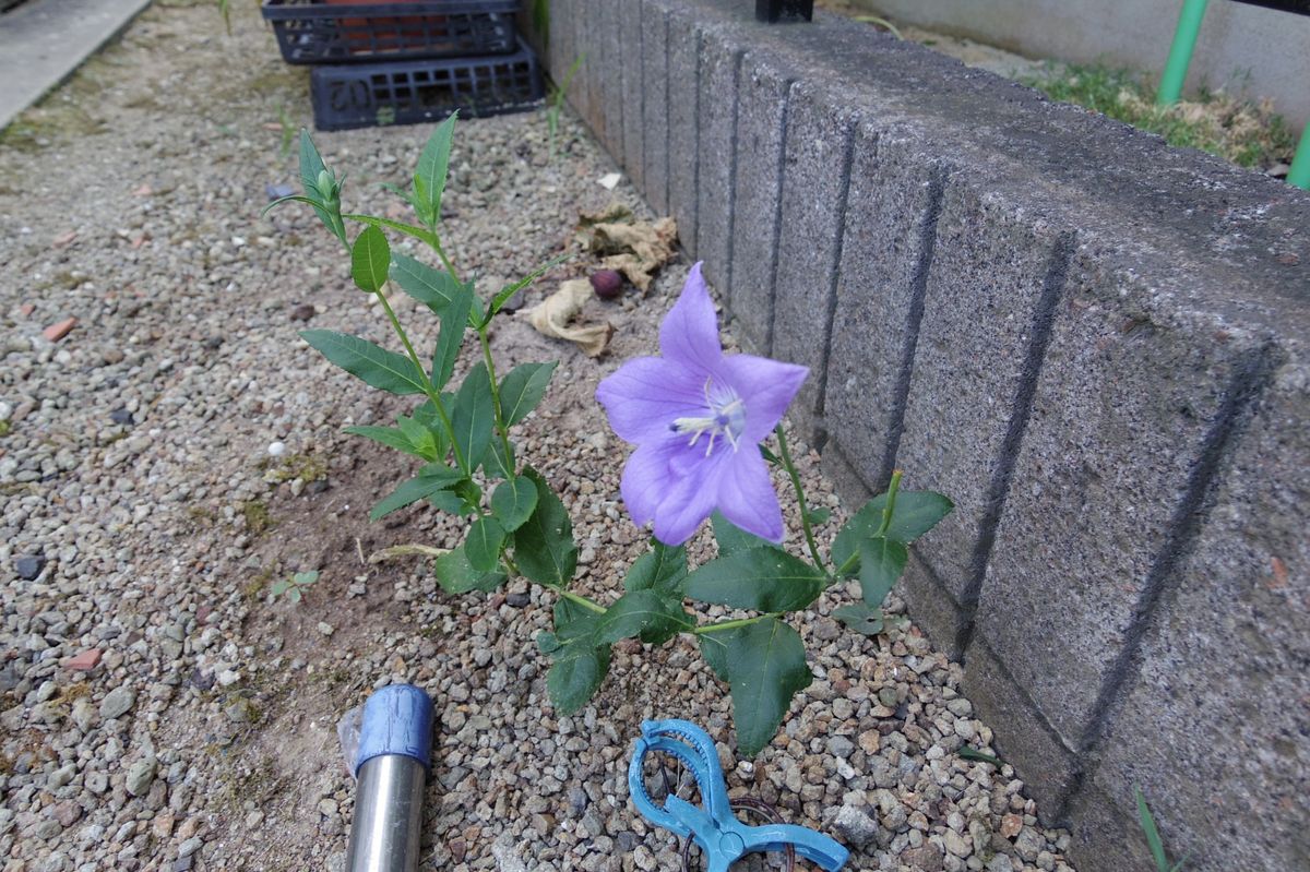 夏の花