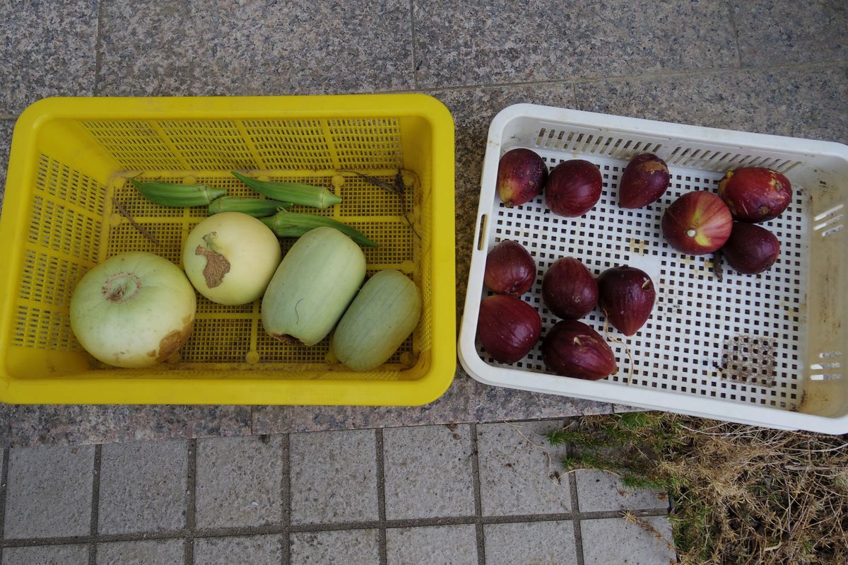 夏の花