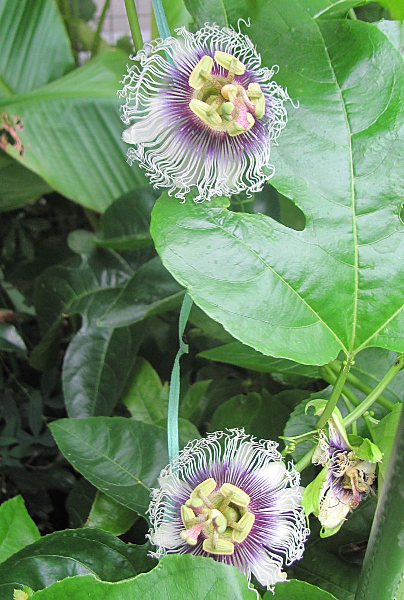 パッションフルーツの開花・授粉・結実