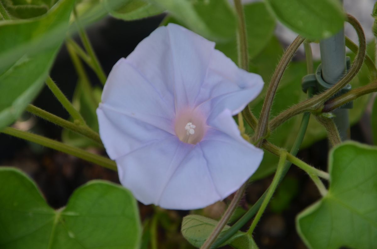 変化朝顔　鉢植え渓流