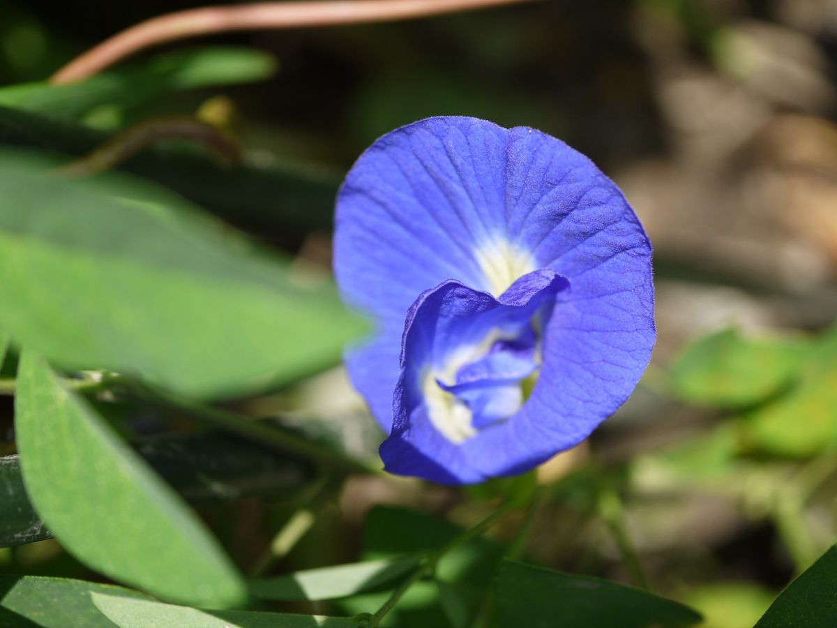 青いお花