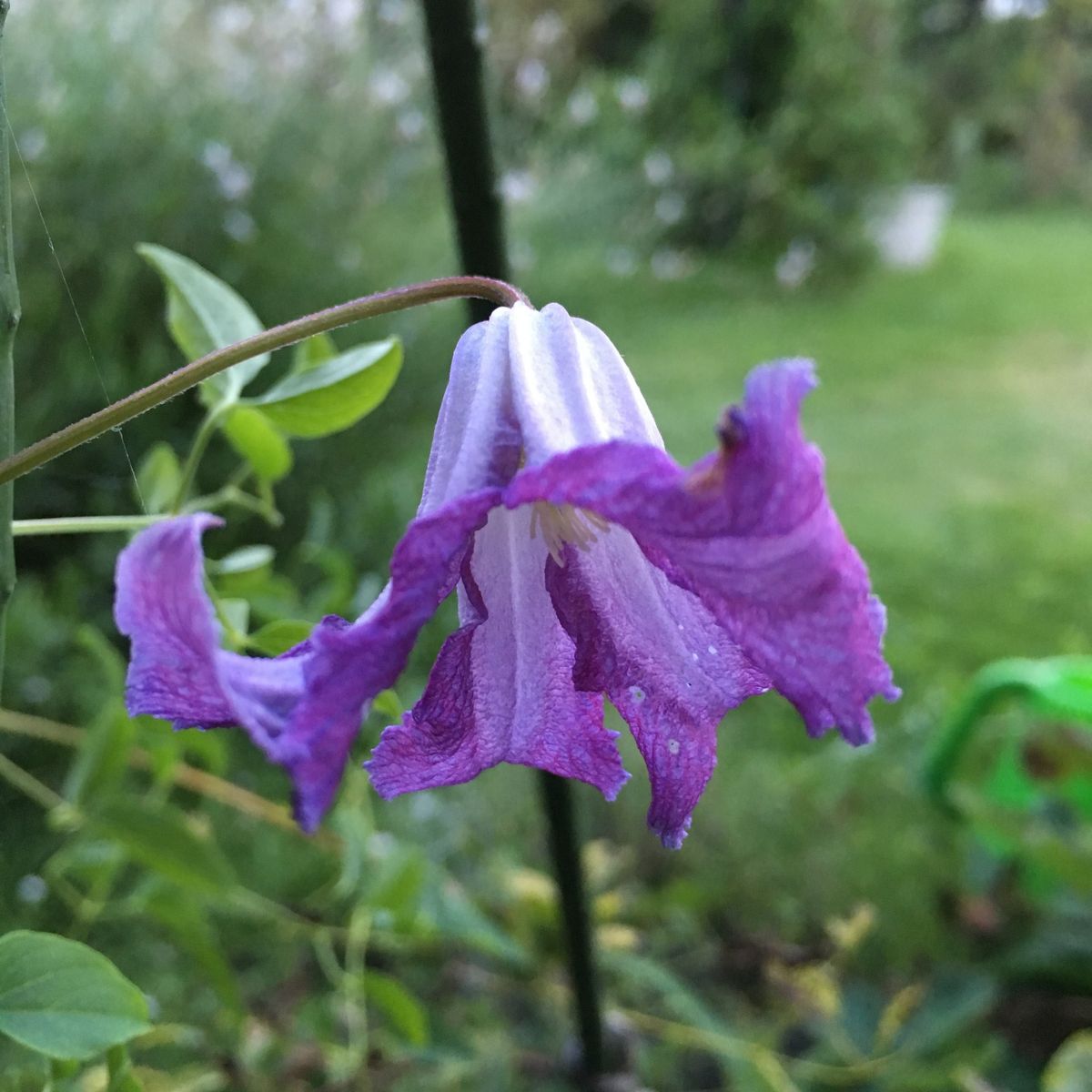 今日の紫色の花