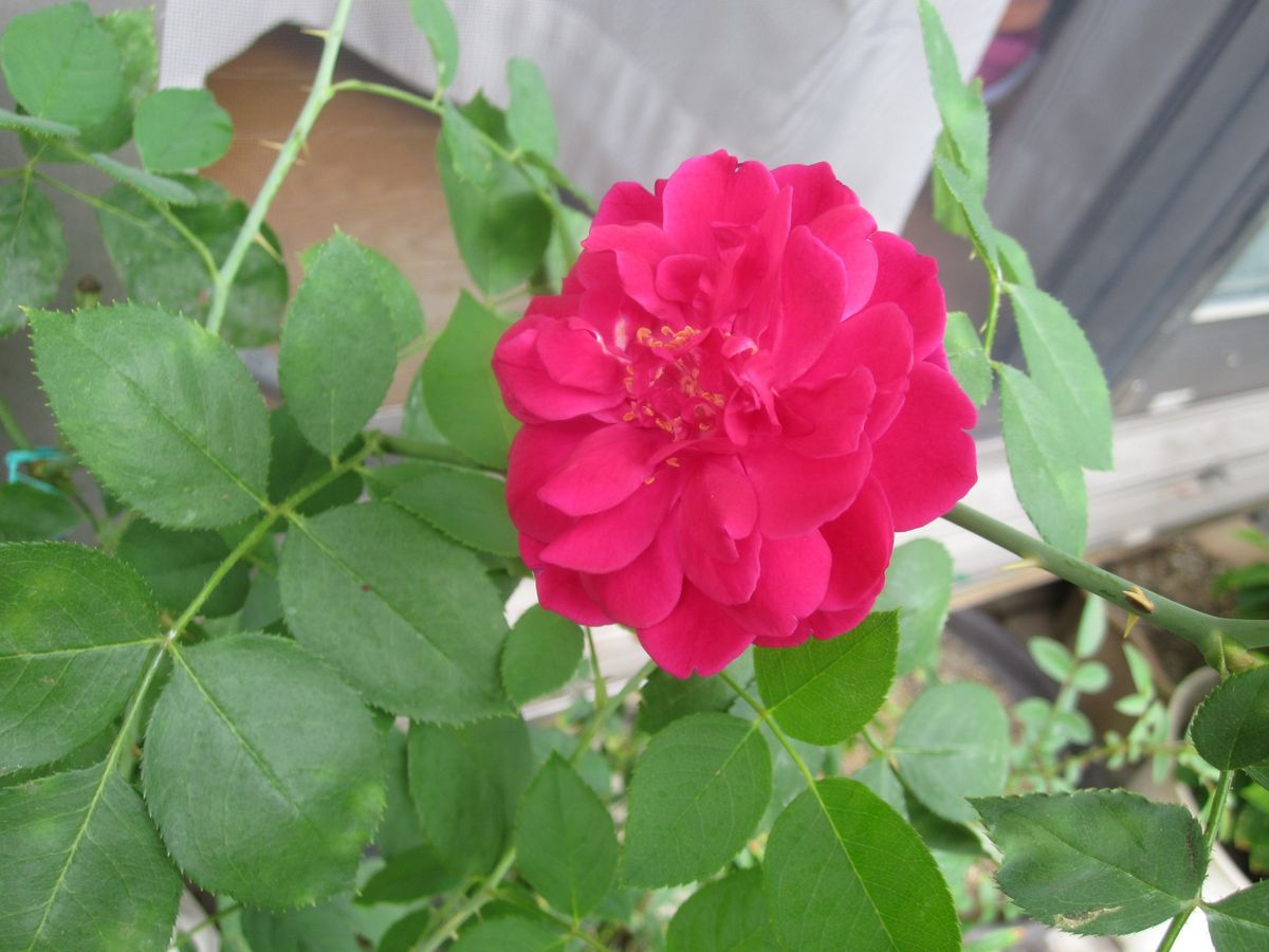 雨が多い...薔薇・向日葵