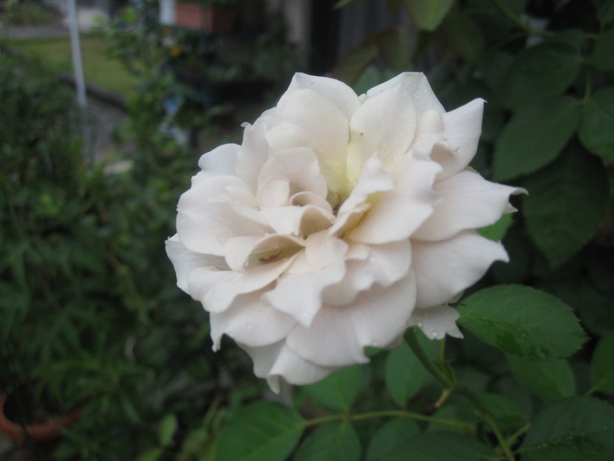 雨が多い...薔薇・向日葵