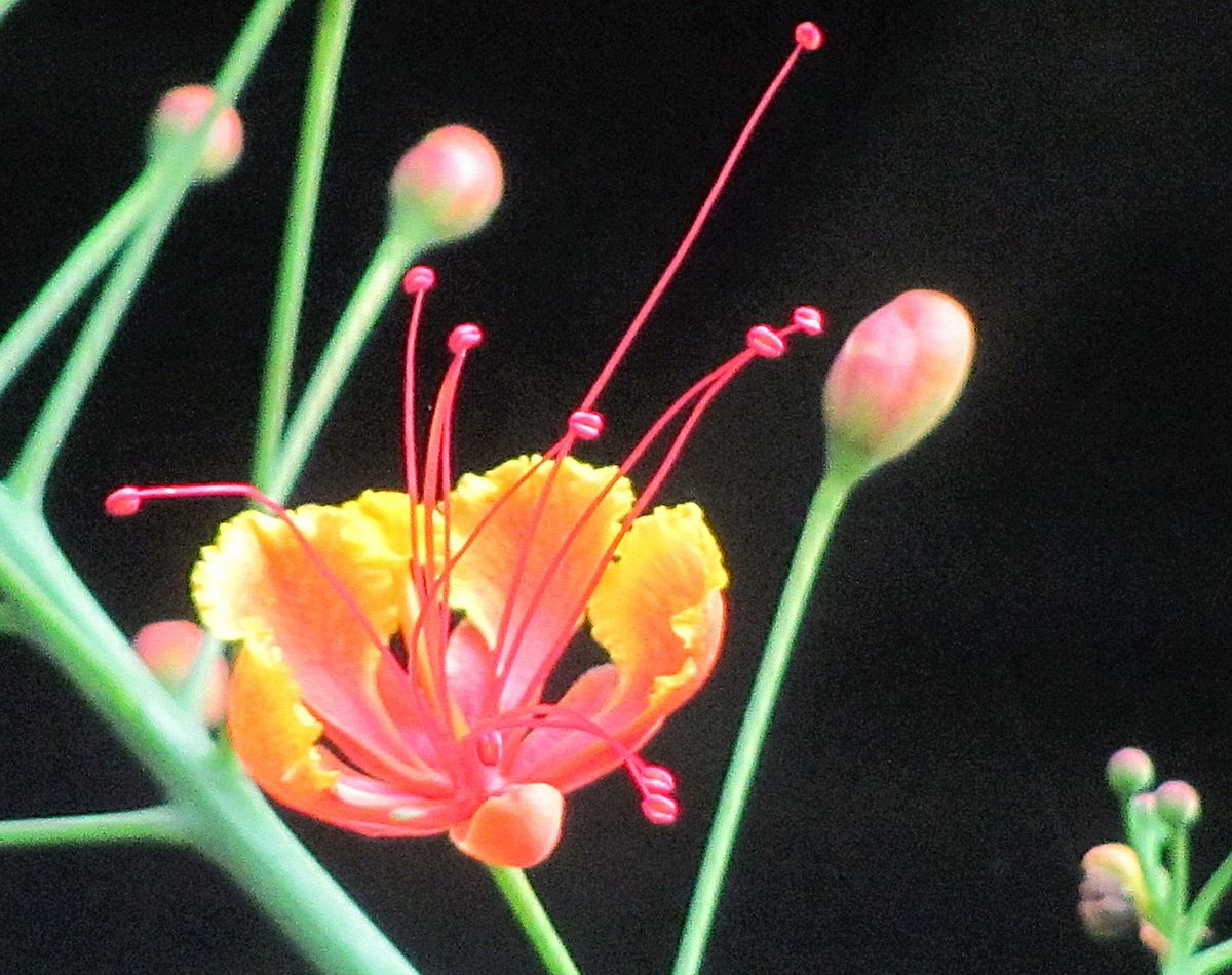 オオゴチョウの花ひらく