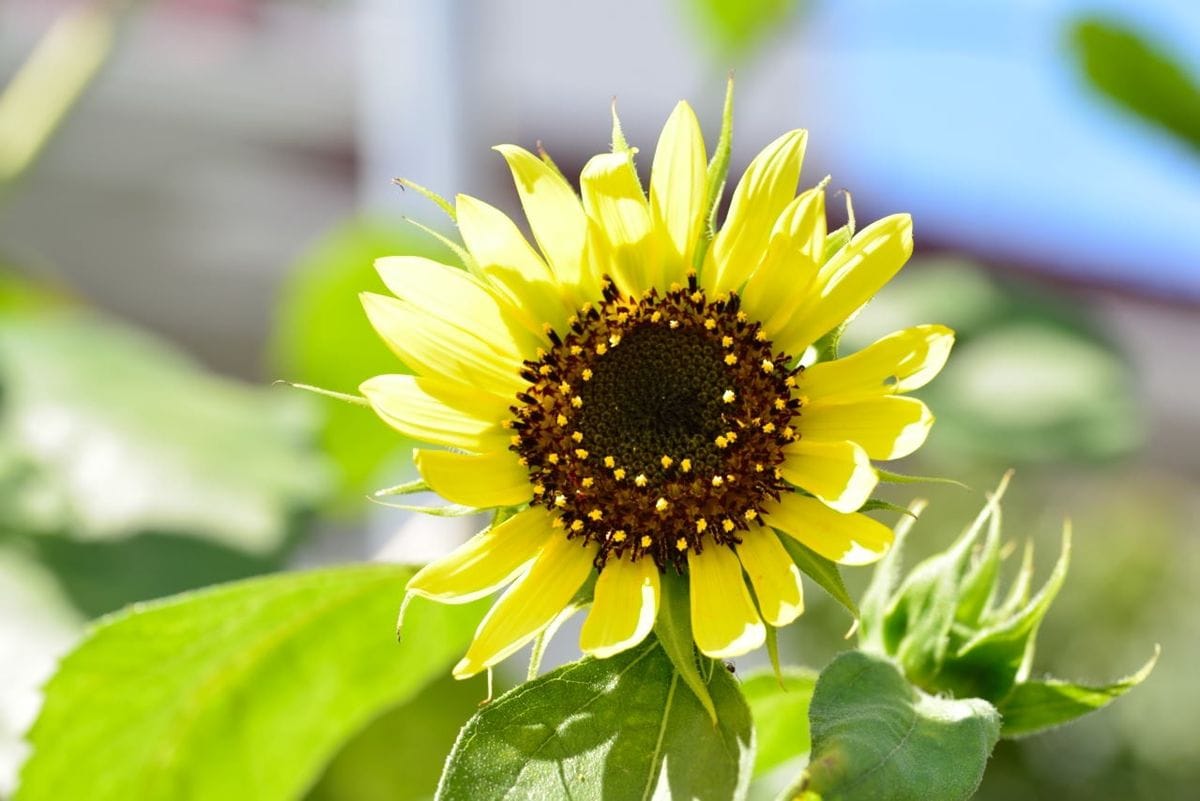 向日葵が次々開花