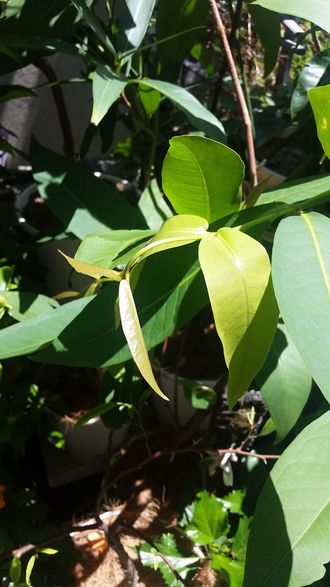 果樹の新芽