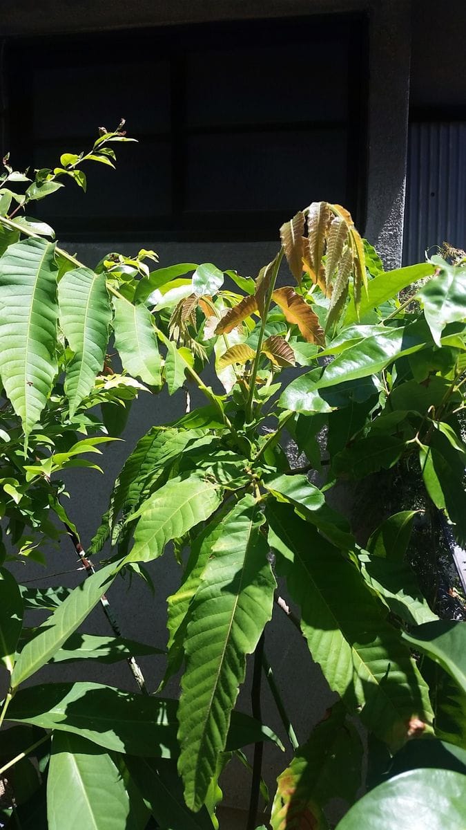 果樹の新芽