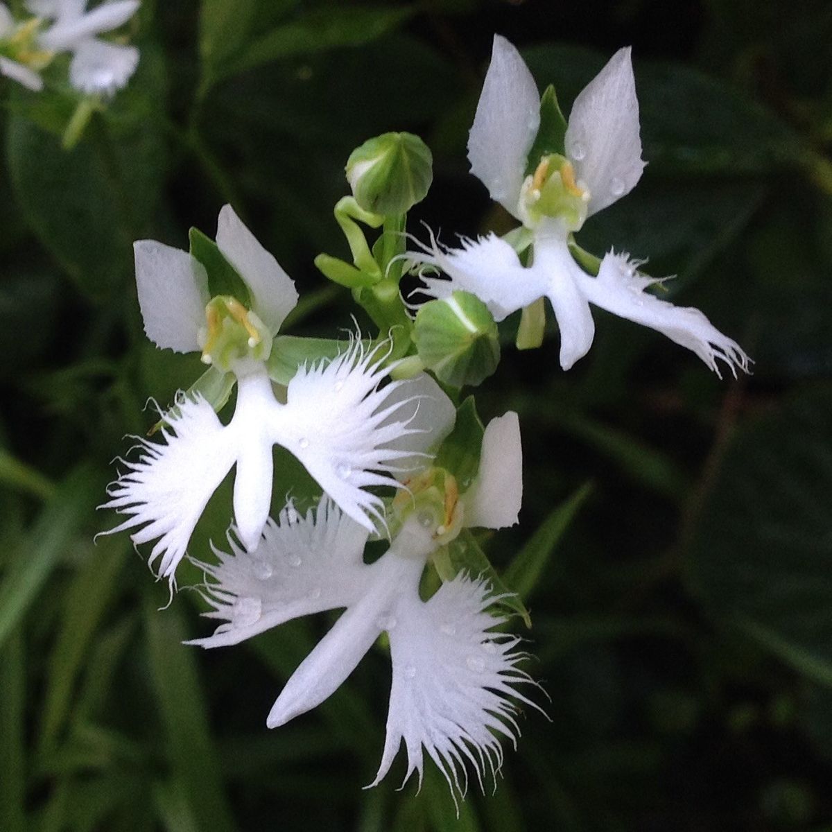 今朝の花‼️