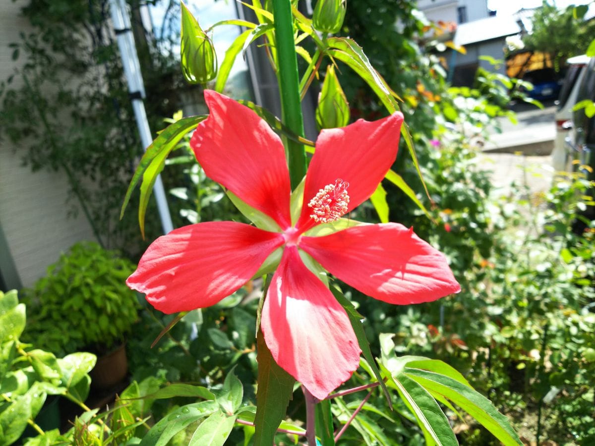 夏花（モミジアオイ・ハイビスカス）・チロリアンランプ