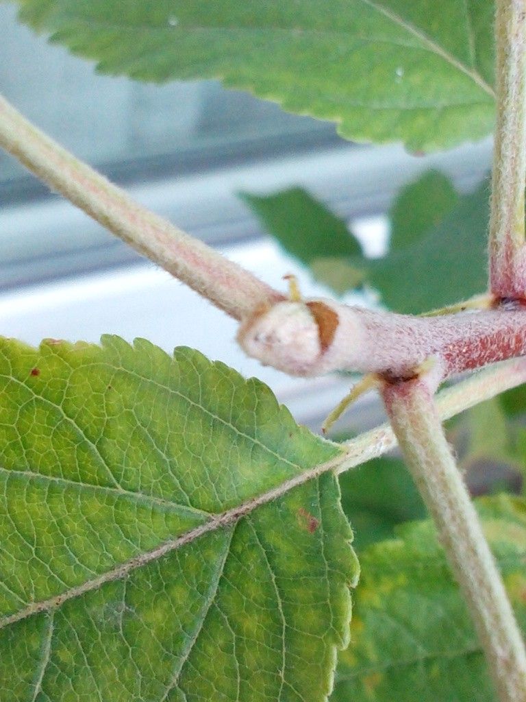 りんごの花芽は夏に出来る？！