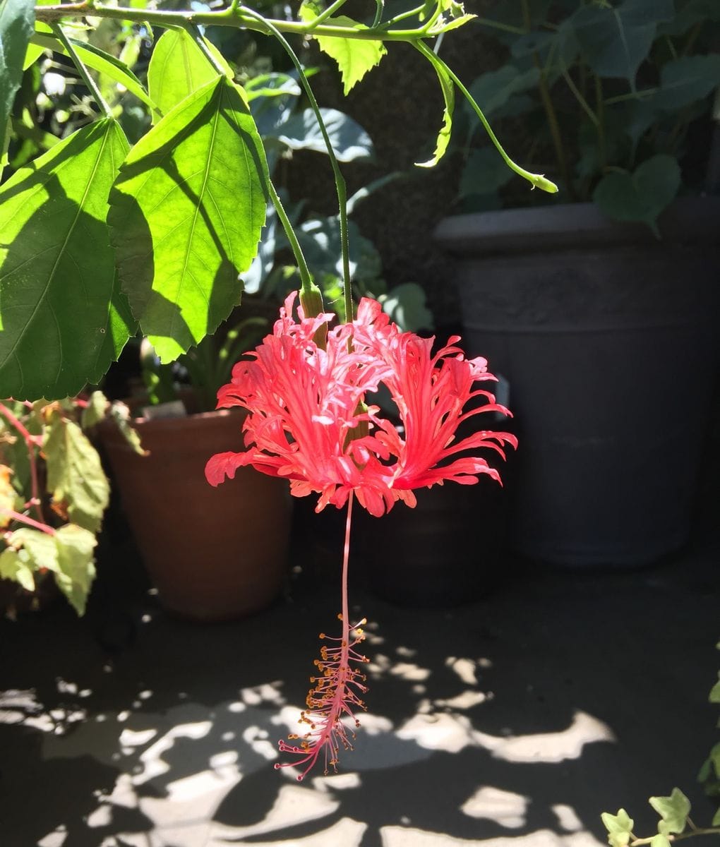 今日の花(薔薇)