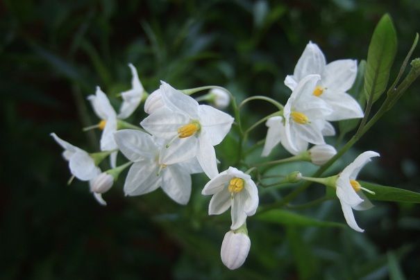 花や実や葉