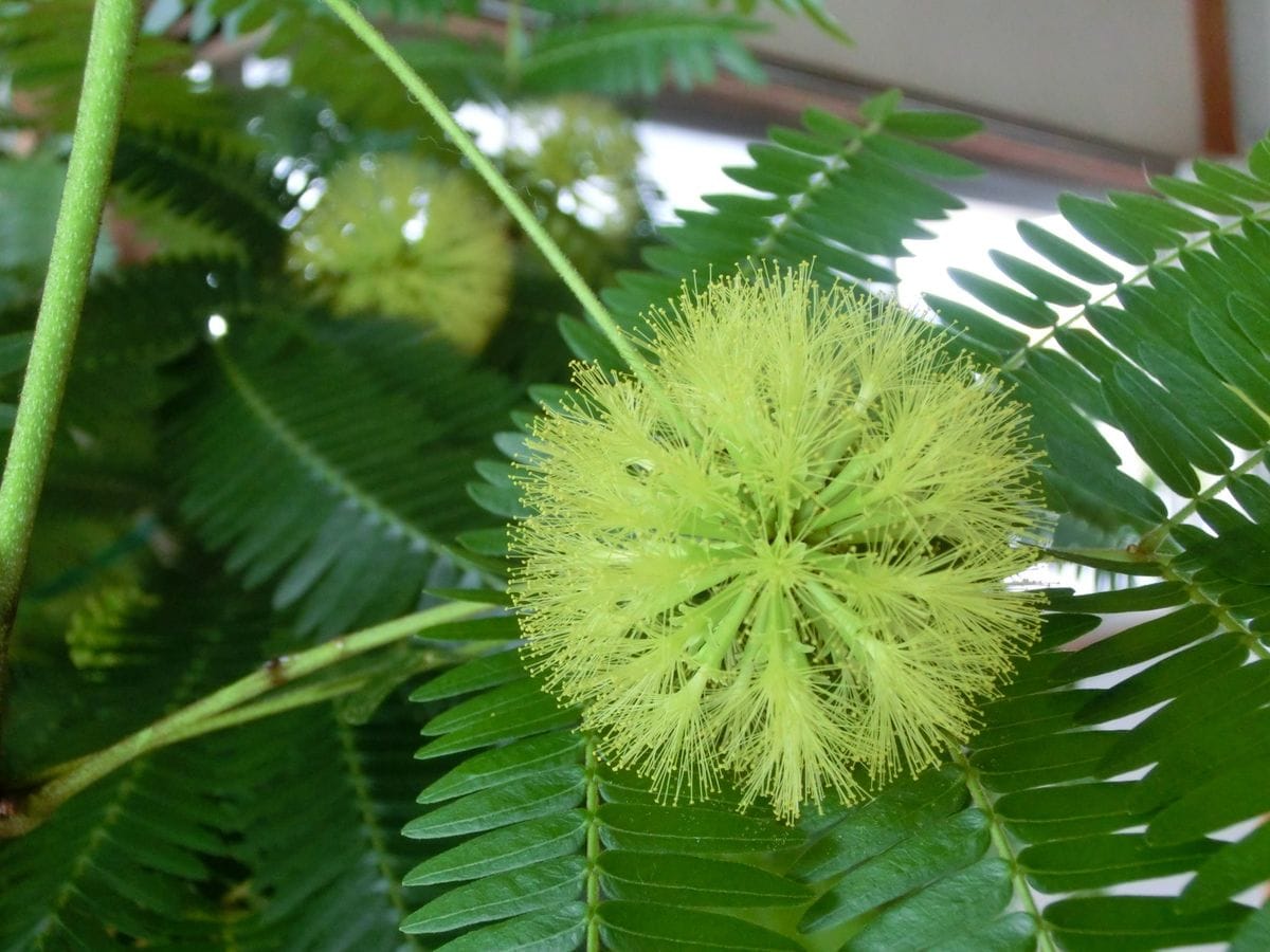 植え付け♪