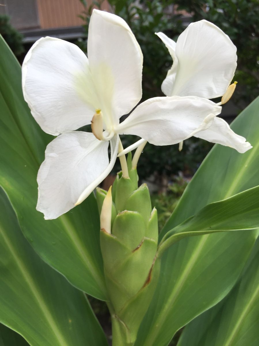 槇の木の剪定とジンジャーの花