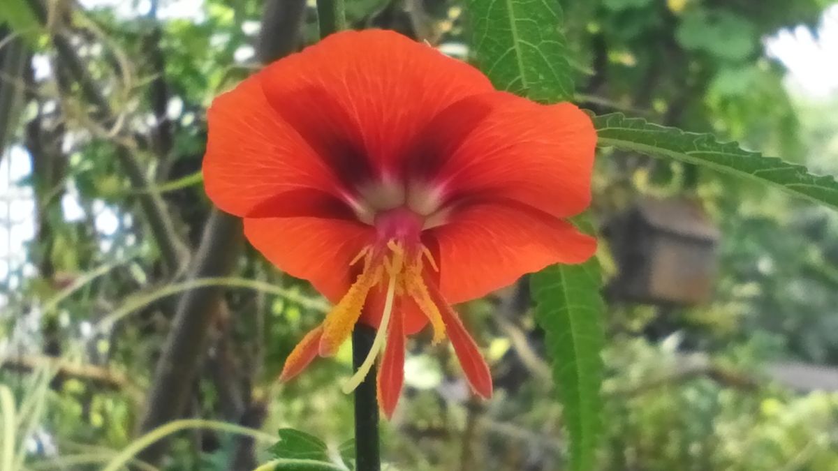 ゴジカ（午時花）です❀✿