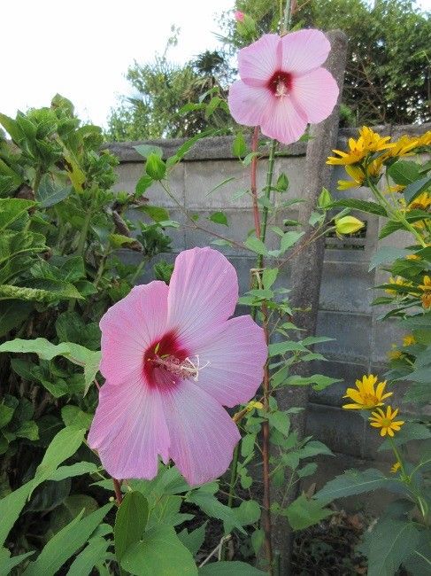 秋明菊（舞姫）開花しました