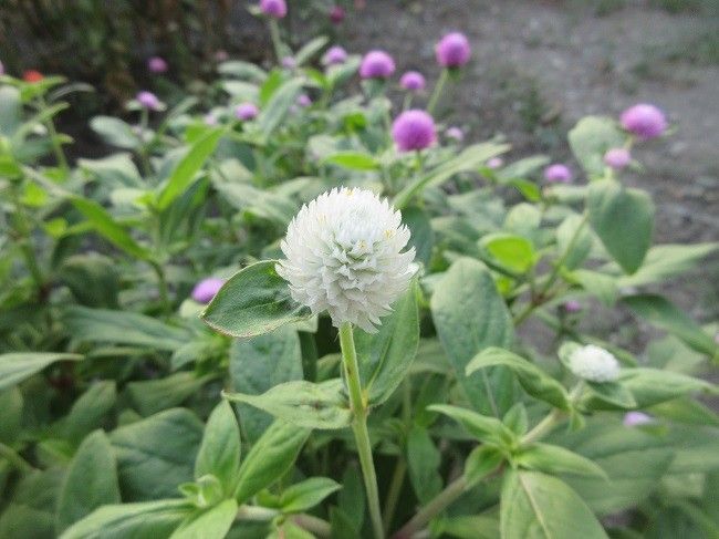 秋明菊（舞姫）開花しました