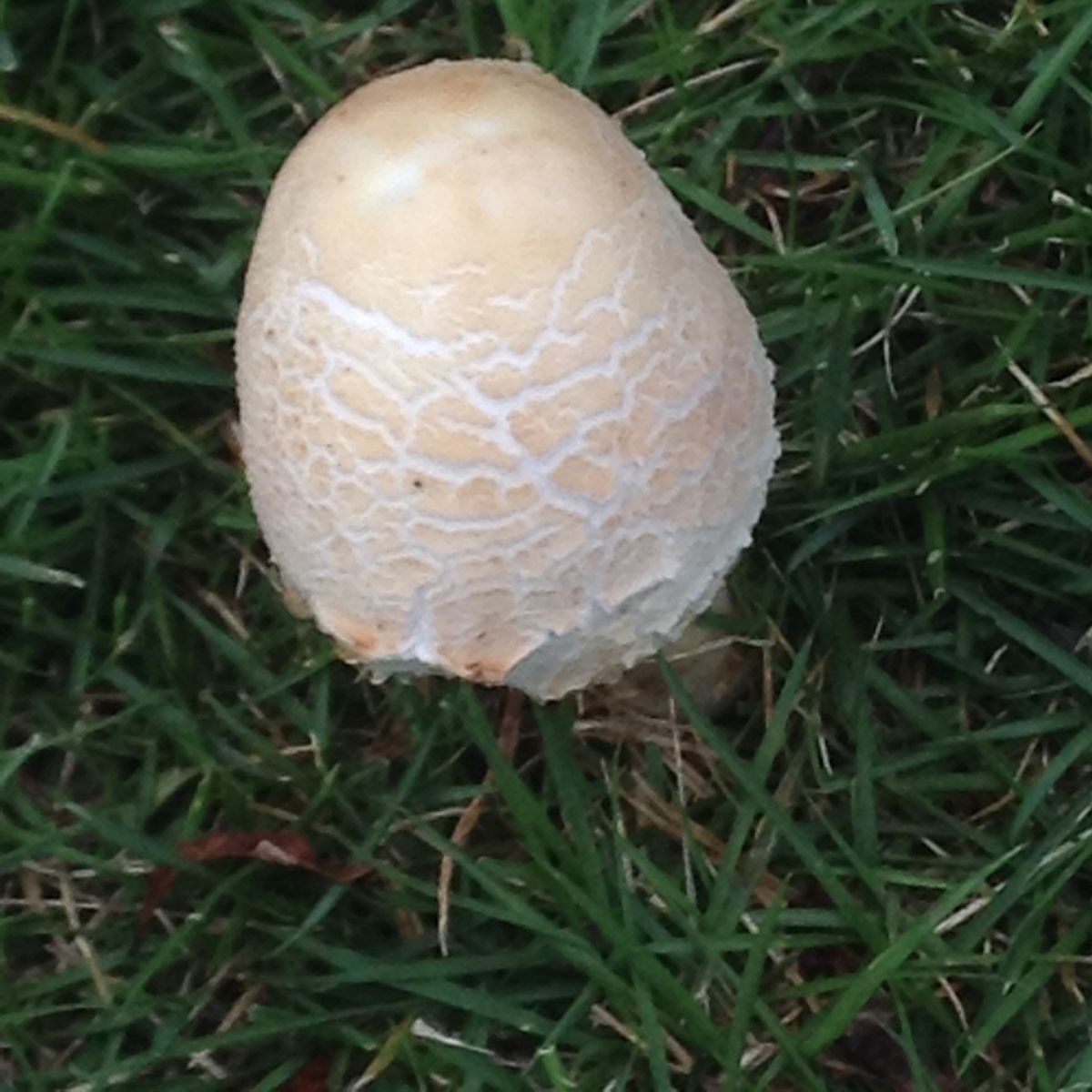 関東は雨ばっかり降るから……キノコ🍄発見！