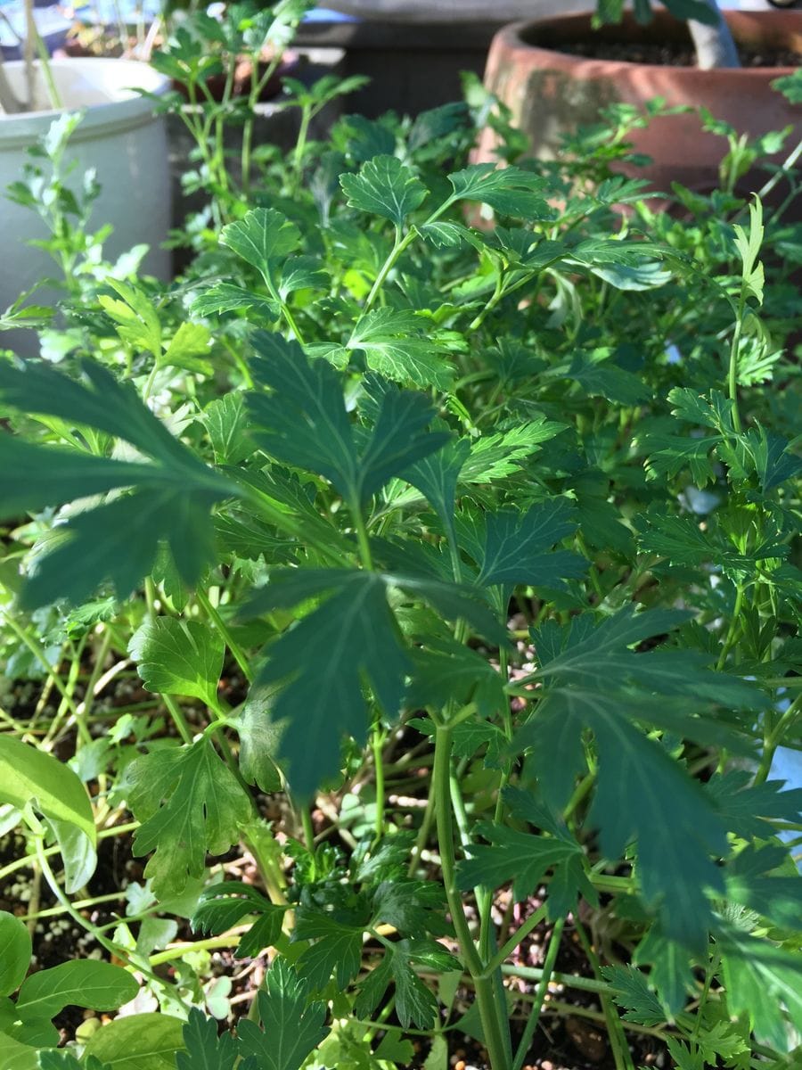 イタリアンパセリ🌿🌿🌿ワサワサ