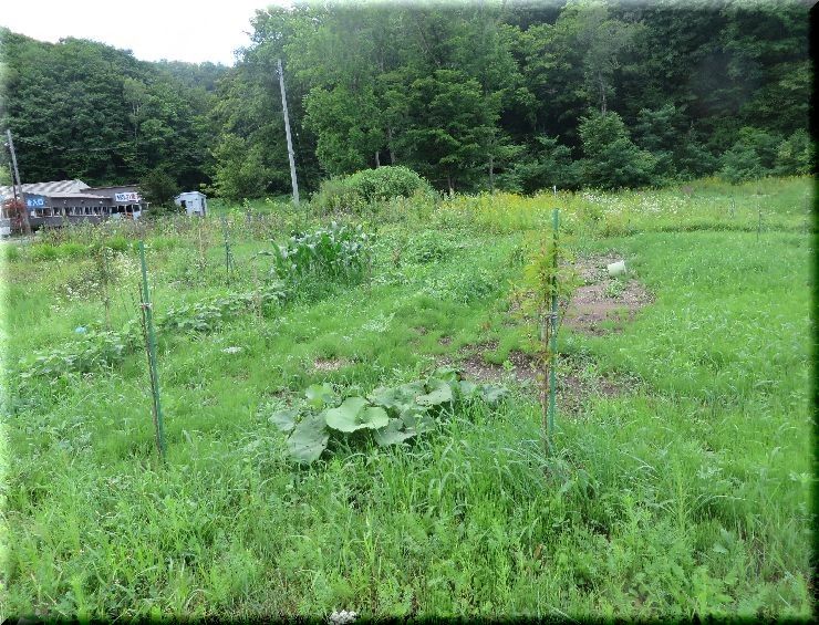 札幌の花畑に草取り応援隊　！