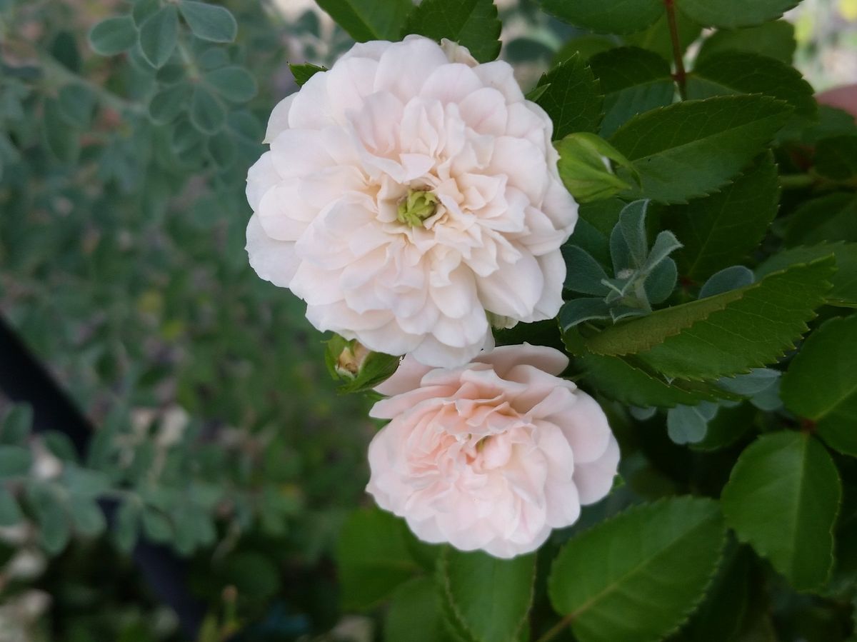 今日の薔薇