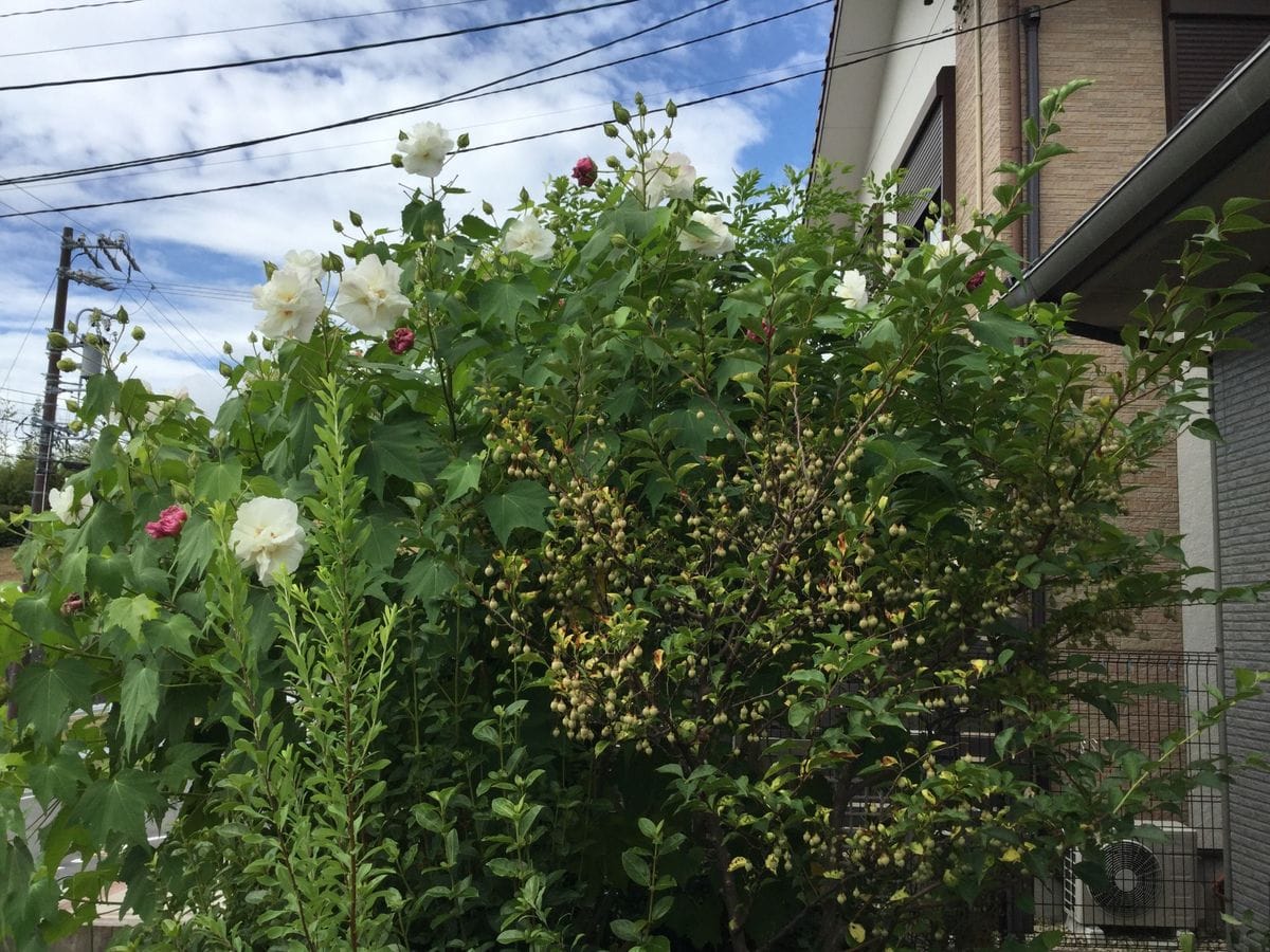 酔芙蓉の伸長力