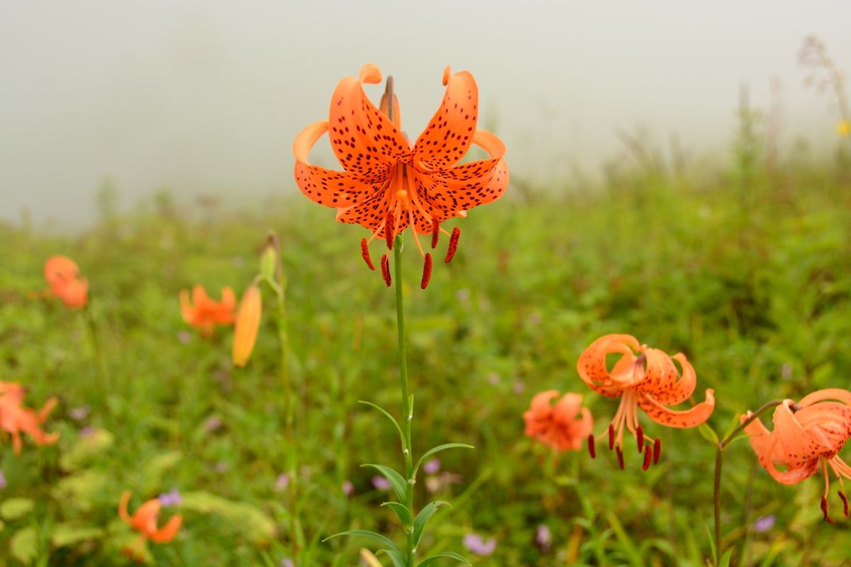 植物園の新エリア！？