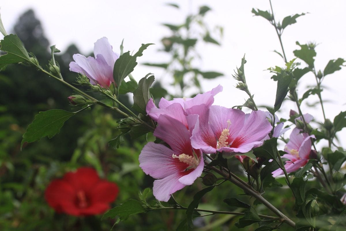 夏の名残り花