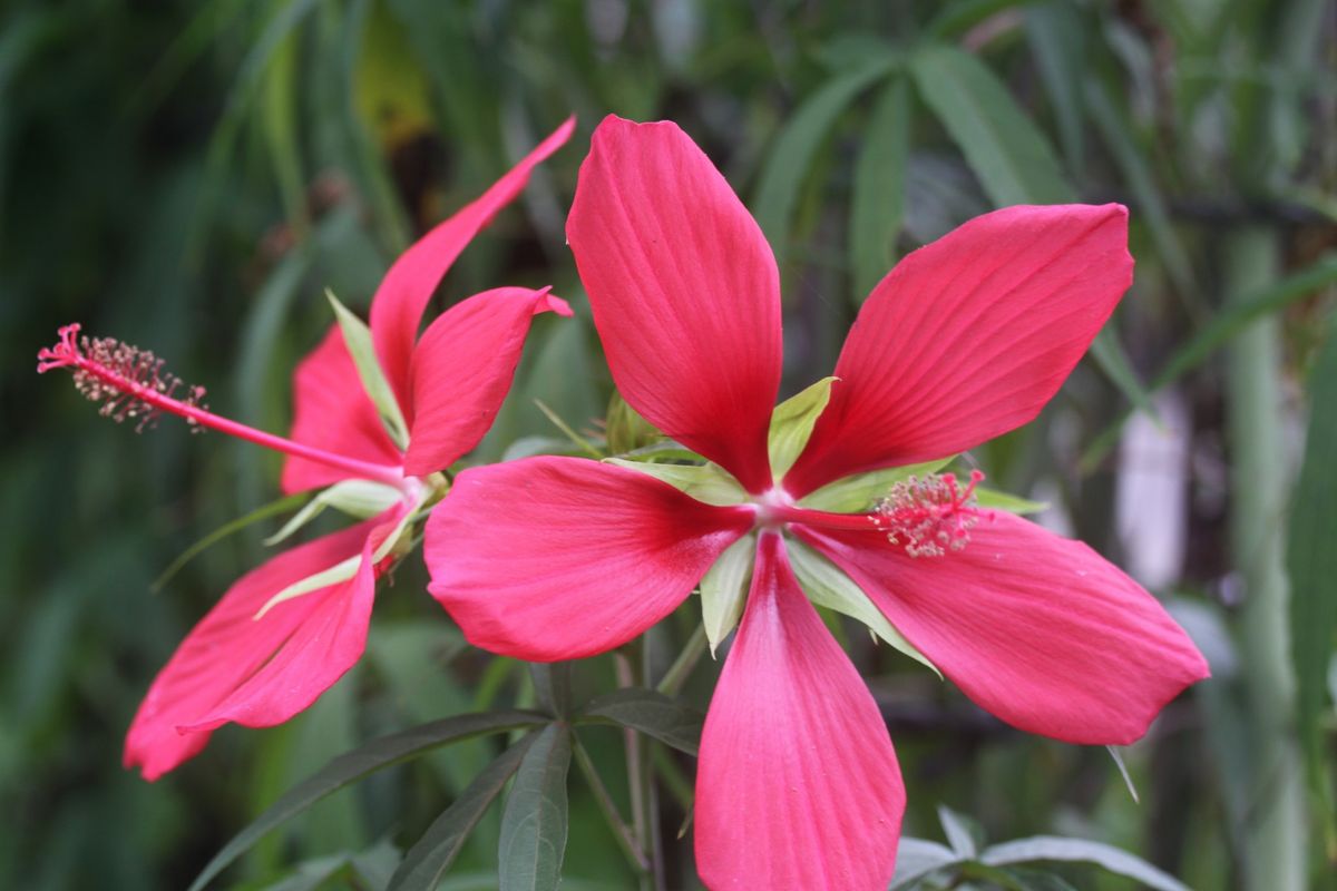 夏の名残り花