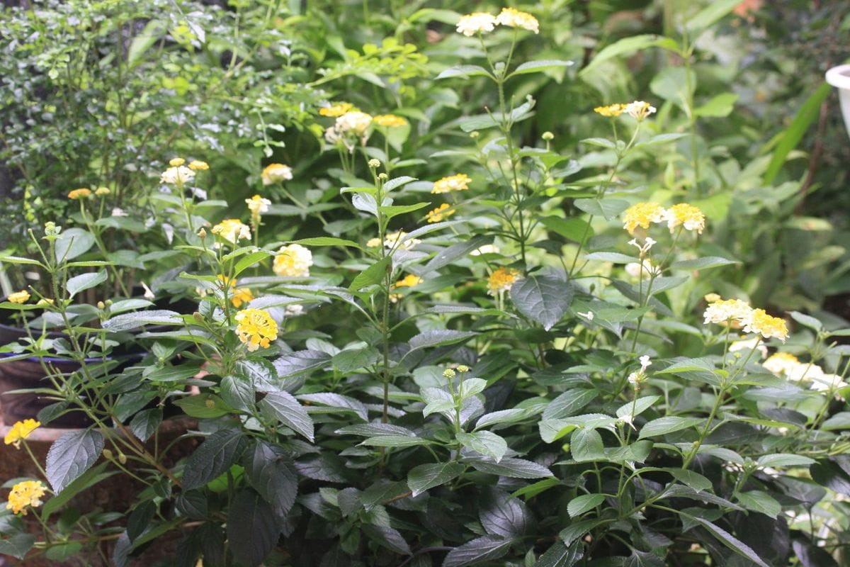 夏の名残り花