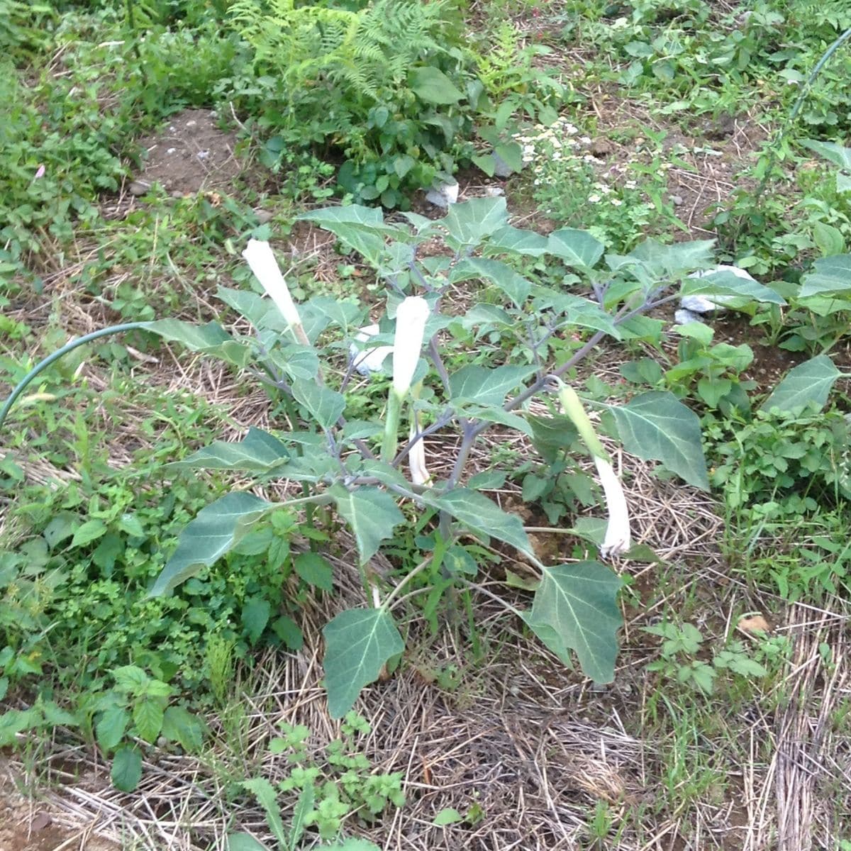 今日は暑いのに公園の草抜きしました！