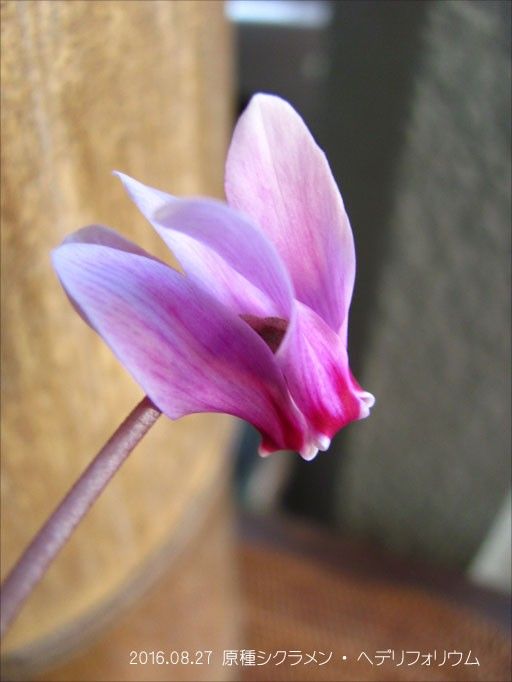 ヘデリフォリウムの花が咲きました。