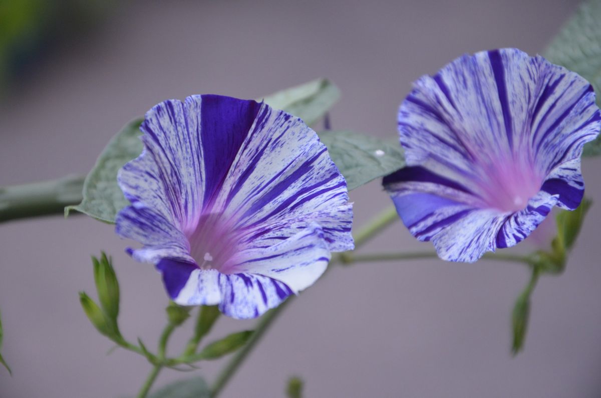 紫の絞りの朝顔、ハス、薔薇アイスバーグ