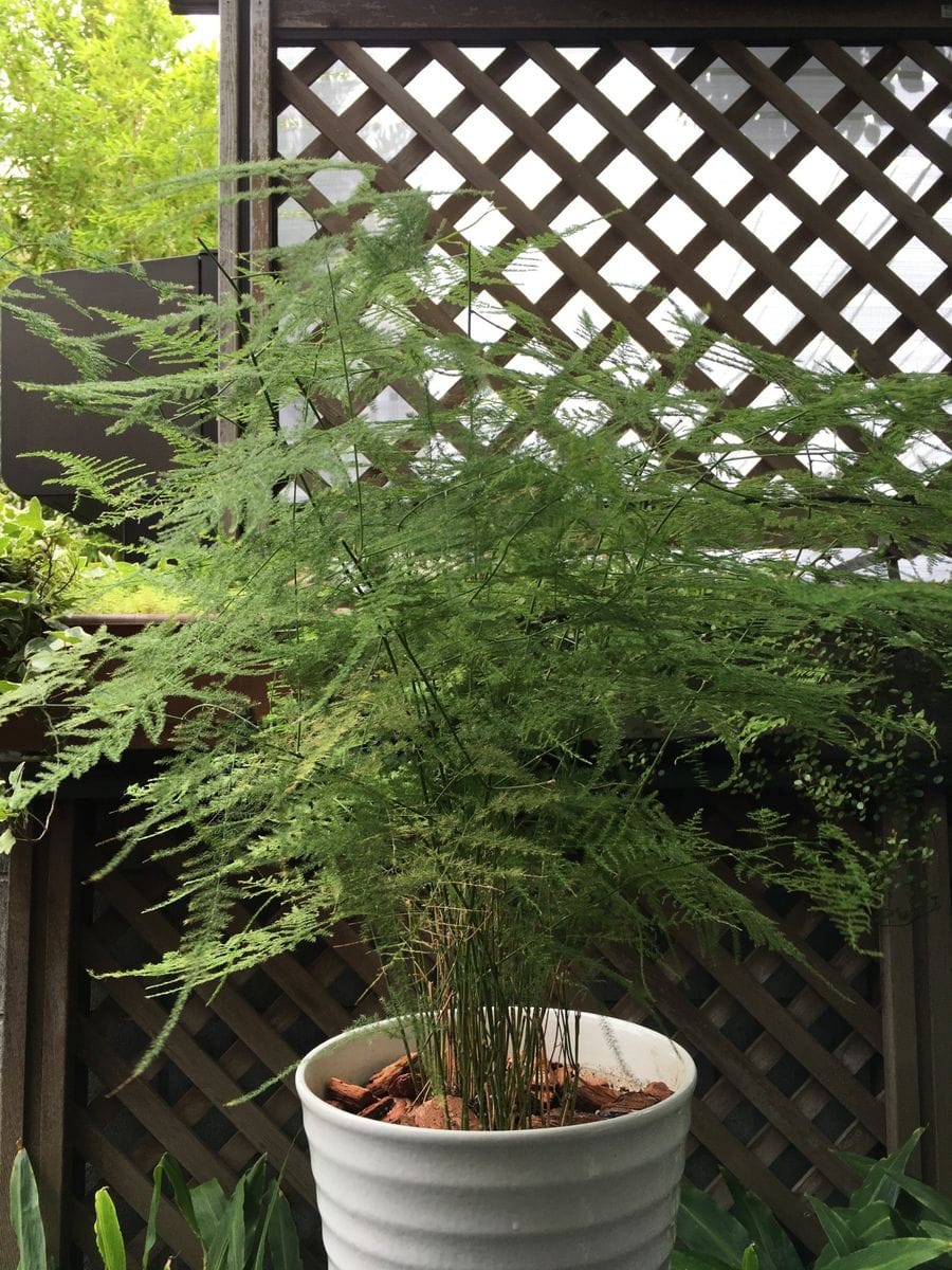 アスパラガス🌿  観葉植物と野菜