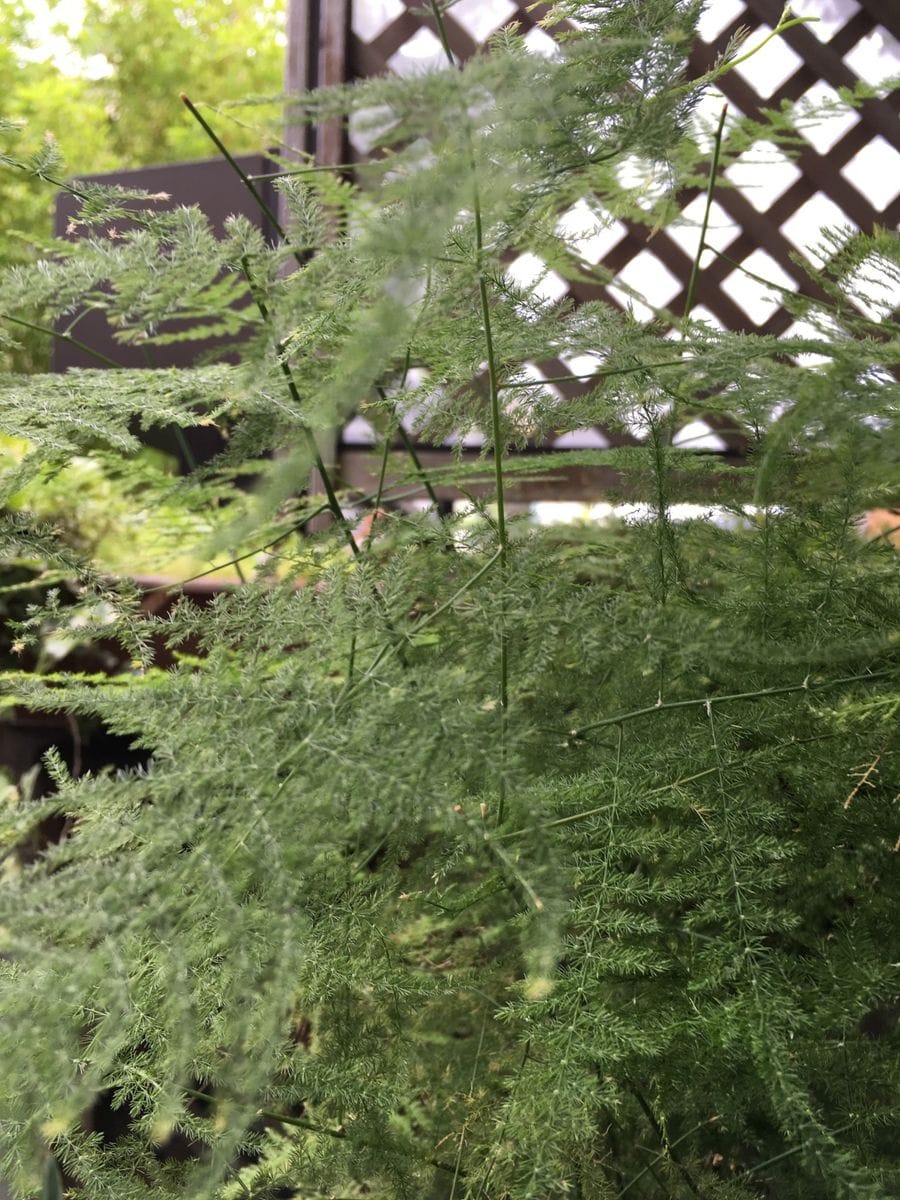 アスパラガス🌿  観葉植物と野菜