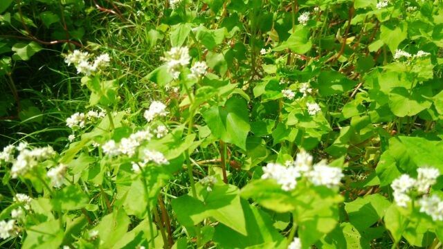 そばの花