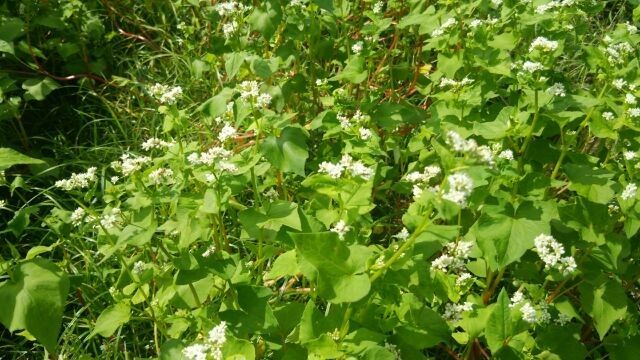 そばの花