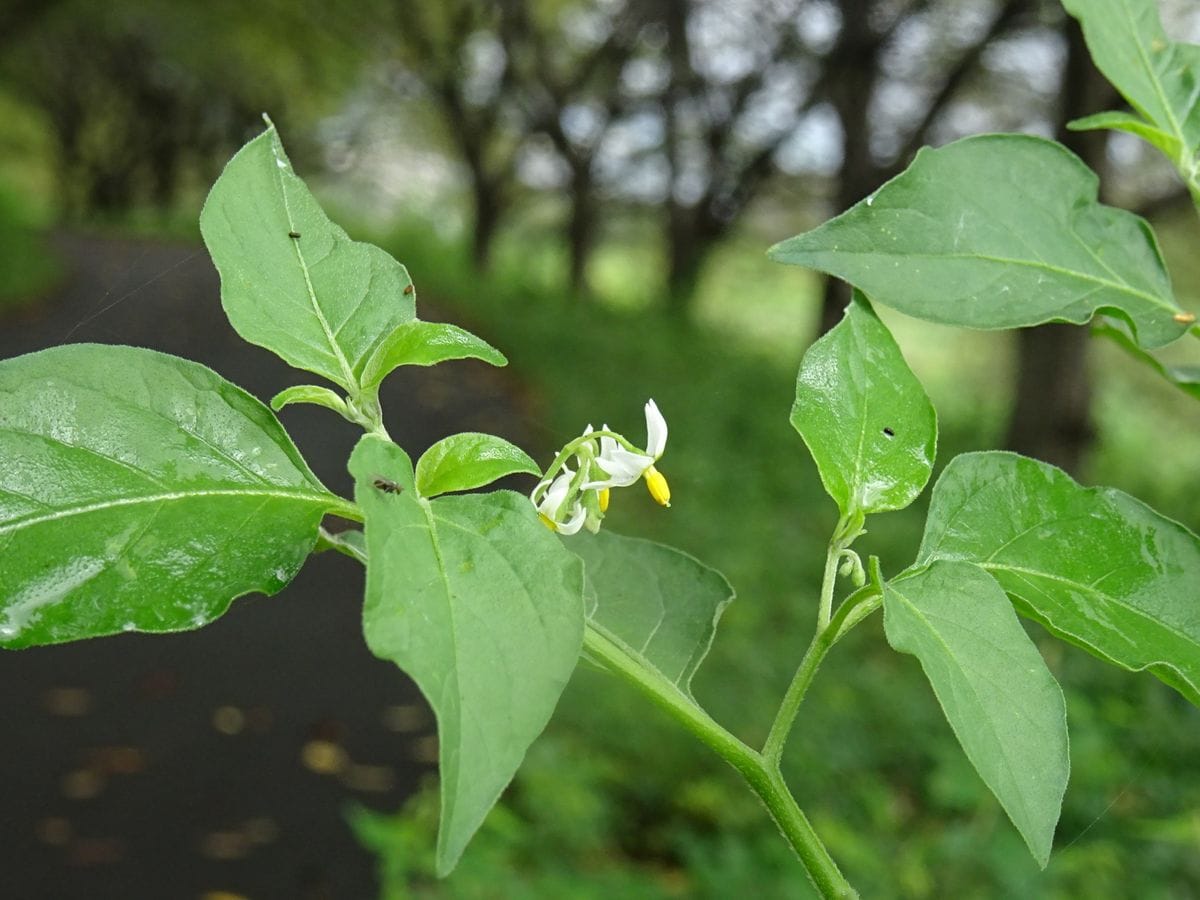 ①いつもの堤防～いわゆる雑草編～